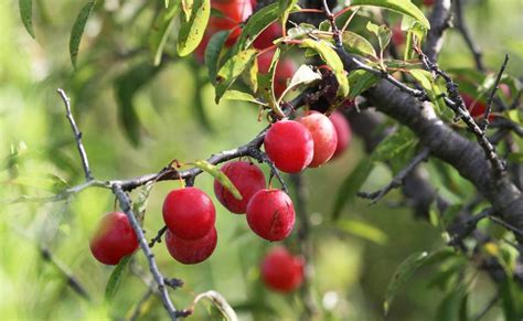 sandhill plums for sale.